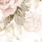 Miniatura fototapety Zarte Rosen auf weißem Hintergrund fragment # 1