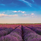 Miniatura fototapety Mit Lavendel übersätes Feld