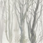 Miniatura fototapety Kahle Bäume im Nebel