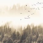 Miniatura fototapety Vögel über dem nebligen Wald