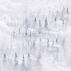 Miniatura fototapety Nebel in einem Kiefernwald