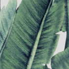Miniatura fototapety Tropisches Laub fragment # 1