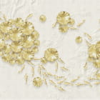 Miniatura fototapety Goldfisch
