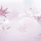 Miniatura fototapety Wunderschöne Lilien