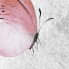 Miniatura fototapety Schmetterling und Federn fragment # 1