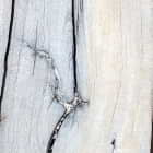 Miniatura fototapety Querschnitt des Baumes fragment #2