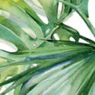 Miniatura fototapety Hellgrüne Monstera-Blätter fragment # 1