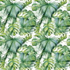 Miniatura fototapety Hellgrüne Monstera-Blätter