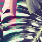 Miniatura fototapety Monstera-Blätter-Muster fragment # 1
