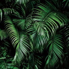 Miniatura fototapety Dichter tropischer Wald