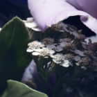 Miniatura fototapety Rosa Pfingstrosen fragment #2