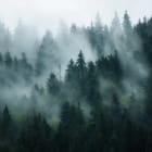 Miniatura fototapety Dämmerungswald im Nebel