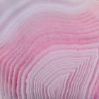 Miniatura fototapety Rosa Stein