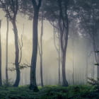 Miniatura fototapety Wald im Nebel