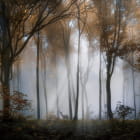 Miniatura fototapety Nebel im Herbstwald