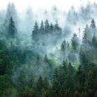 Miniatura fototapety Weihnachtsbäume im Nebel