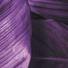 Miniatura fototapety Violettes Laub fragment # 1