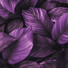 Miniatura fototapety Violettes Laub
