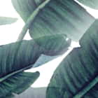 Miniatura fototapety Grüne Blätter auf weißem Hintergrund fragment # 1