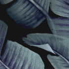Miniatura fototapety Dunkle Blätter fragment # 1
