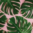 Miniatura fototapety Blätter auf rosa Hintergrund