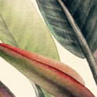 Miniatura fototapety Stilvolle Tropen fragment # 1