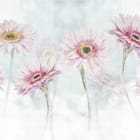 Miniatura fototapety Große Gänseblümchen
