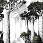 Miniatura fototapety Allee der Baobabs