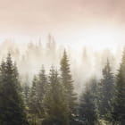 Miniatura fototapety Morgendämmerung im Fichtenwald