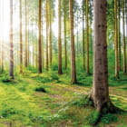 Miniatura fototapety Waldfrische