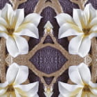 Miniatura fototapety Weiße Magnolien 3D