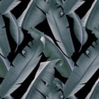 Miniatura fototapety Dunkle Bananenblätter