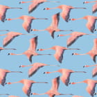 Miniatura fototapety Fliegende Flamingos