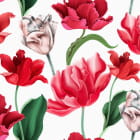 Miniatura fototapety Üppige rote Tulpen