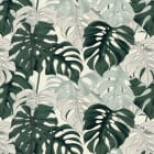 Miniatura fototapety Zartes Monstera-Blatt