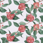 Miniatura fototapety Üppige Rosen auf weißem Hintergrund