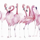 Miniatura fototapety Rosa Flamingos