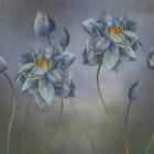 Miniatura fototapety Lotus auf dunklem Hintergrund
