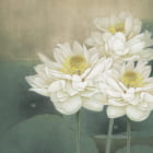 Miniatura fototapety Chinesischer Lotus