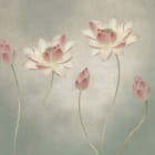 Miniatura fototapety Wilder Lotus