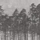 Miniatura fototapety Geheimnis des Waldes