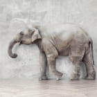Miniatura fototapety Indischer Elefant 3D