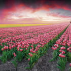 Miniatura fototapety Tulpenfeld