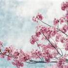 Miniatura fototapety Zarte Sakura