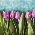 Miniatura fototapety Lila Tulpen