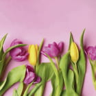 Miniatura fototapety Helle Tulpen