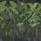 Miniatura fototapety Bananenpalme
