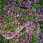 Miniatura fototapety Japanische Kirschblüten 