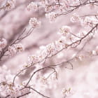 Miniatura fototapety Sakura-Rosa