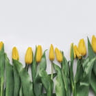 Miniatura fototapety Zarte gelbe Tulpen